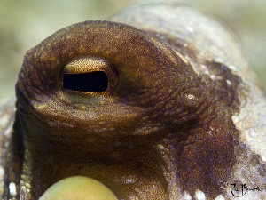 Octopus Eye by Rico Besserdich 